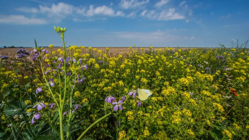 Akkerrand met bloeiende planten naast een graanveld