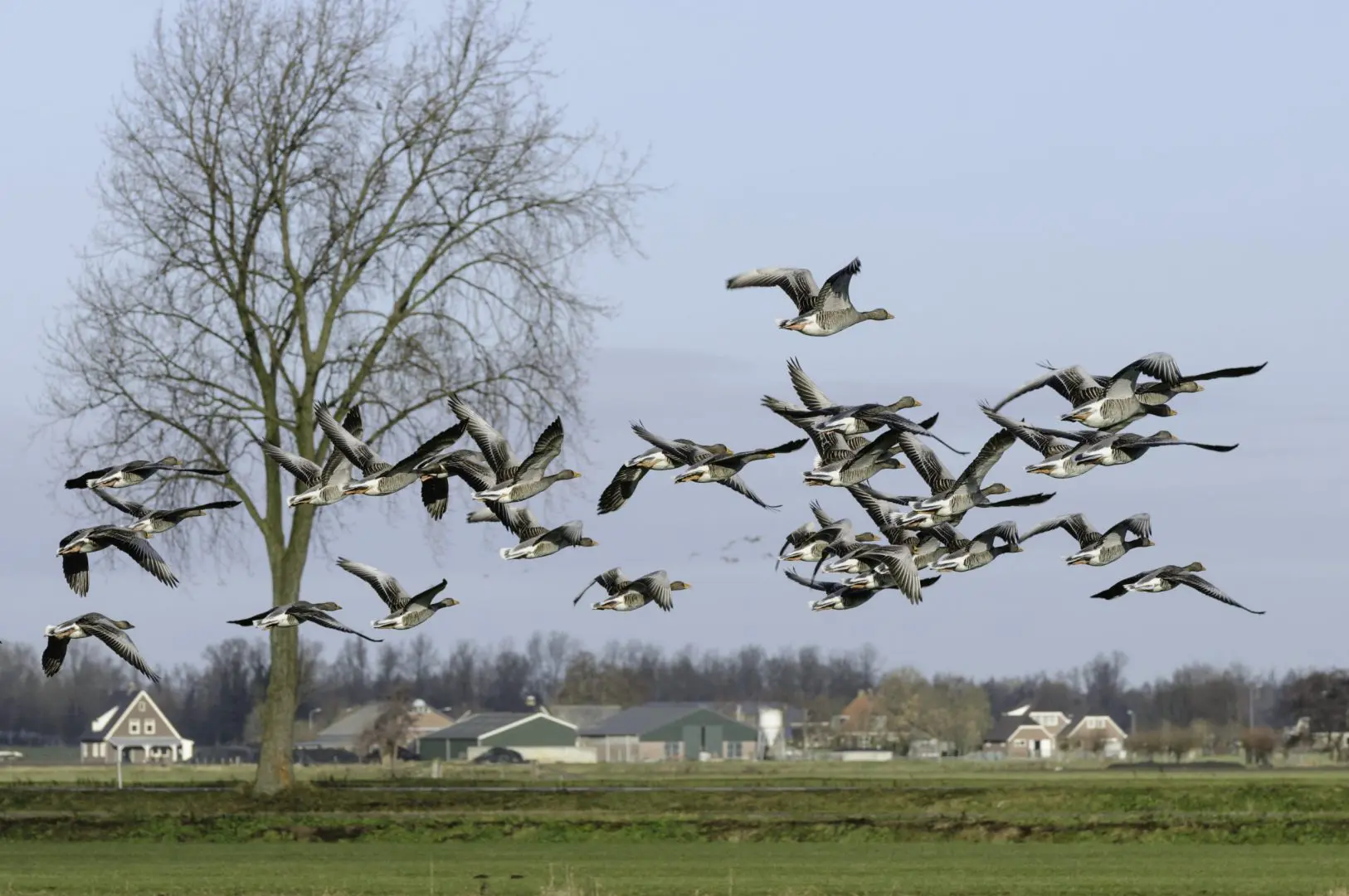 Ganzen boven een weiland